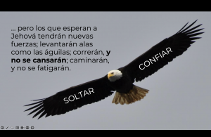 Águila volando con las alas abiertas.